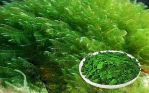 رویای جلبک پارس