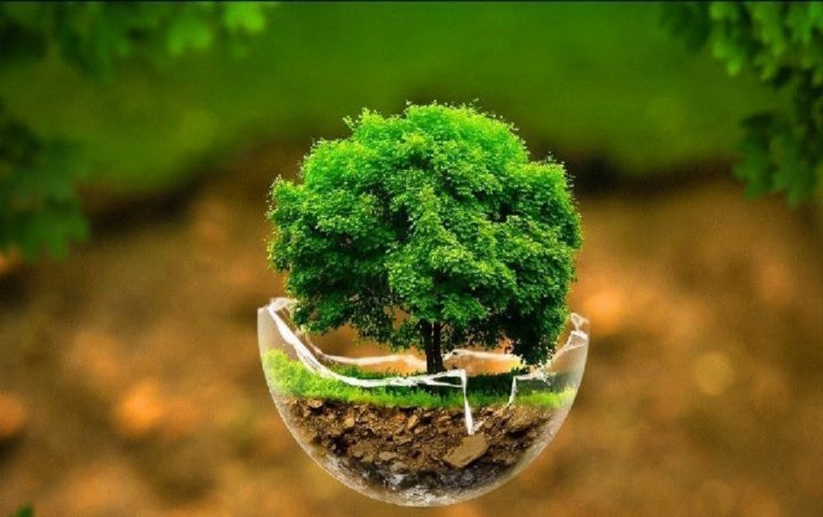 رویای جلبک پارس